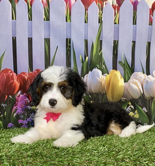 Photo of Ms. Wendy the Mini-Bernedoodle puppy