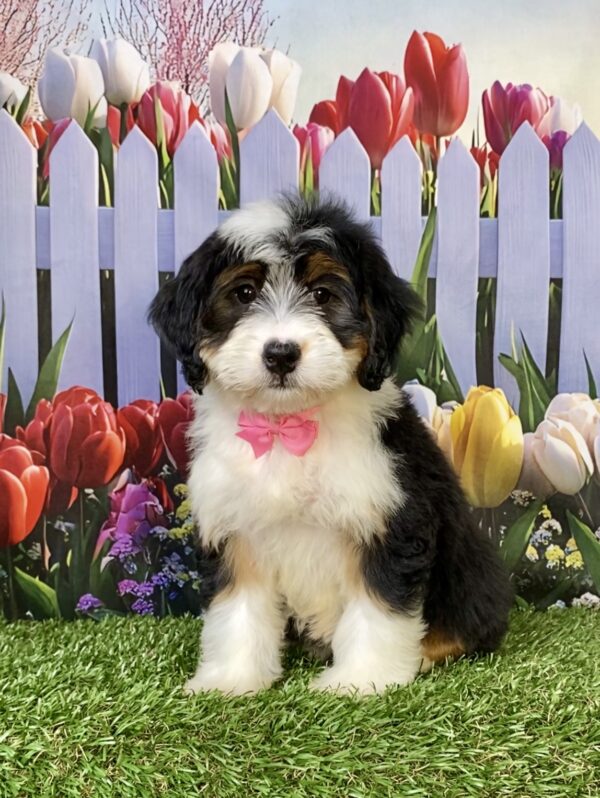 Ms. Willow the  Mini-Bernedoodle puppy