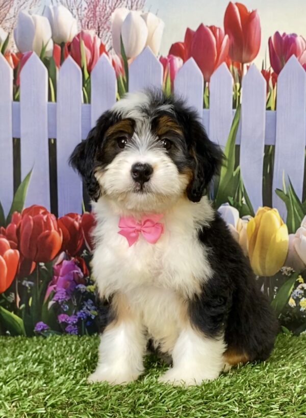 Photo of Ms. Willow the Mini-Bernedoodle puppy