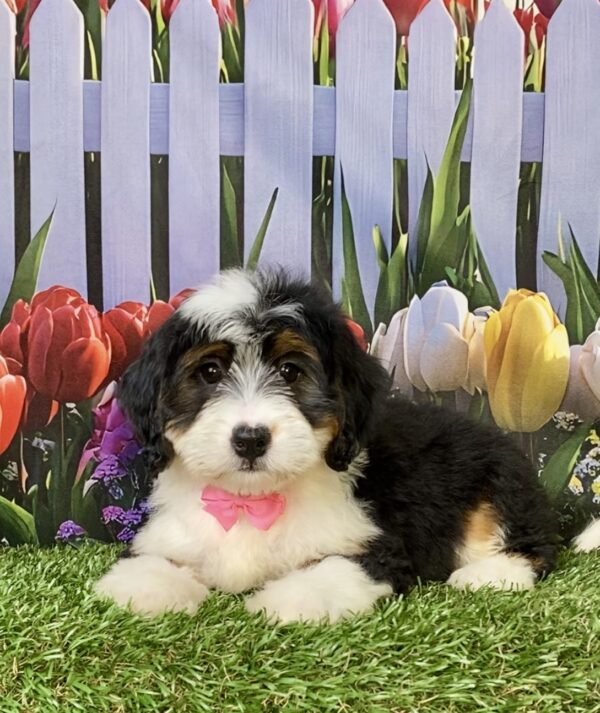 Photo of Ms. Willow the Mini-Bernedoodle puppy