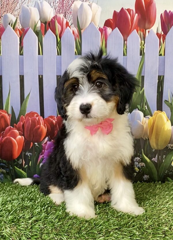 Photo of Ms. Willow the Mini-Bernedoodle puppy