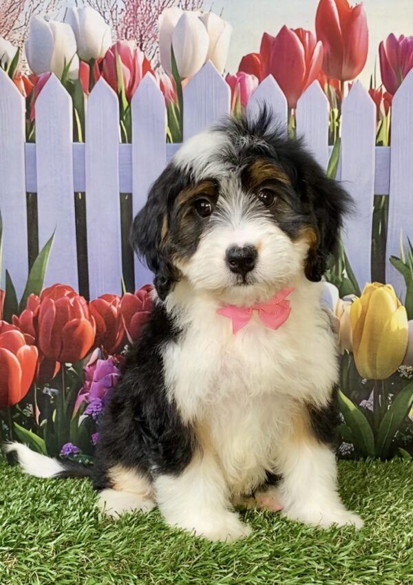 Photo of Ms. Willow the Mini-Bernedoodle puppy