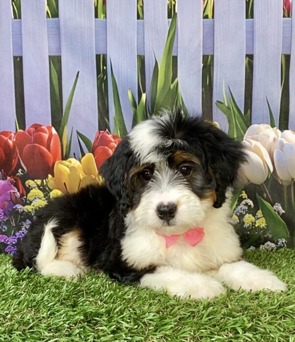 Photo of Ms. Willow the Mini-Bernedoodle puppy