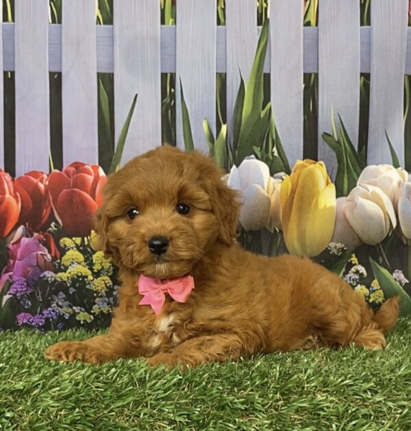 Ms. Fiona the Micro Mini-Goldendoodle - Image 2