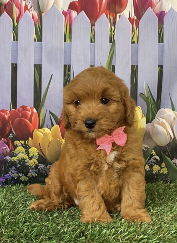 Ms. Fiona the Micro Mini-Goldendoodle - Image 4