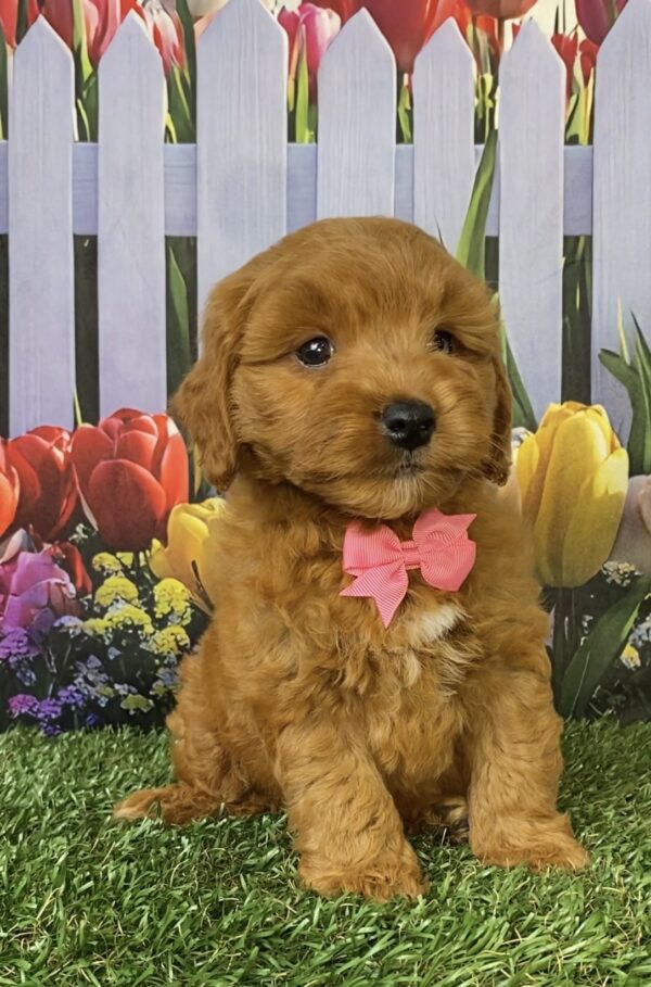 Ms. Fiona the Micro Mini-Goldendoodle puppy