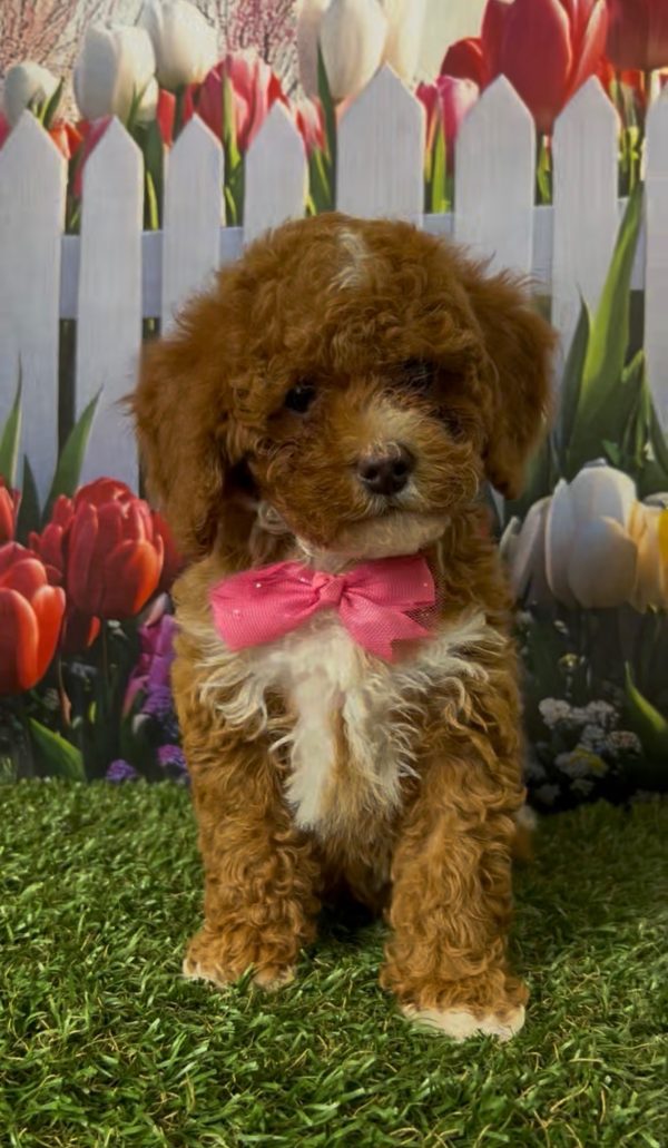 Ms. Kandace the Micro Mini-Bernedoodle puppy