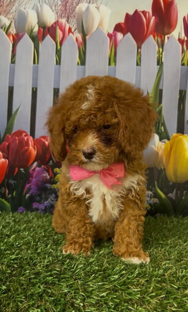 Ms. Kandace the Micro Mini-Bernedoodle - Image 2