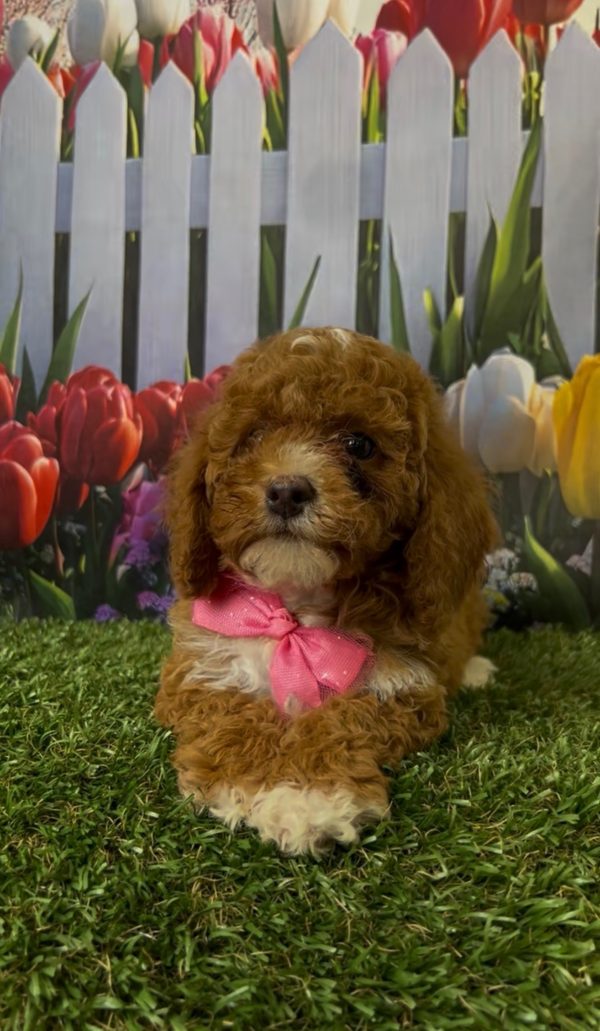 Ms. Kandace the Micro Mini-Bernedoodle - Image 3