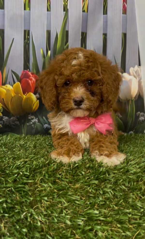 Ms. Kandace the Micro Mini-Bernedoodle - Image 4