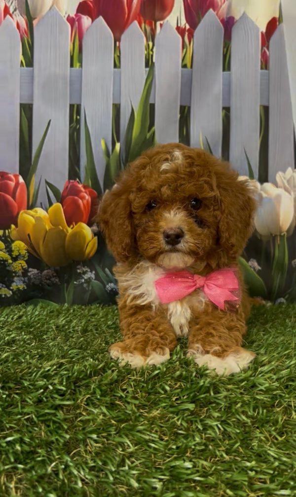 Ms. Kandace the Micro Mini-Bernedoodle - Image 5