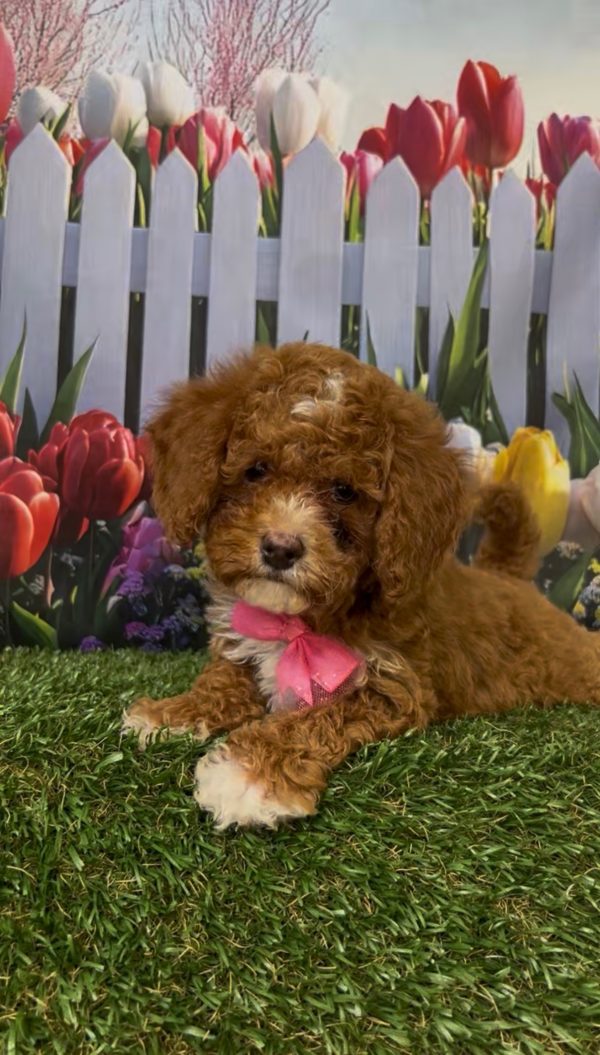 Ms. Kandace the Micro Mini-Bernedoodle - Image 6
