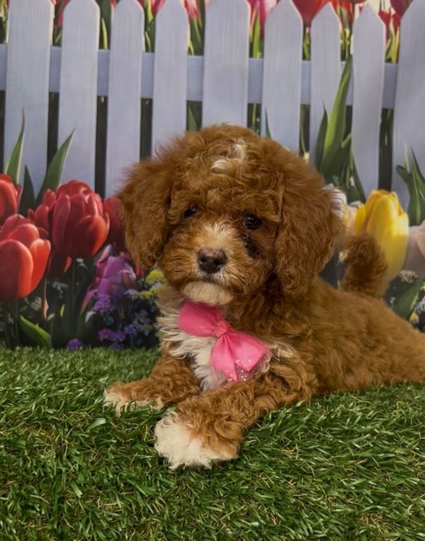 Ms. Kandace the Micro Mini-Bernedoodle - Image 7