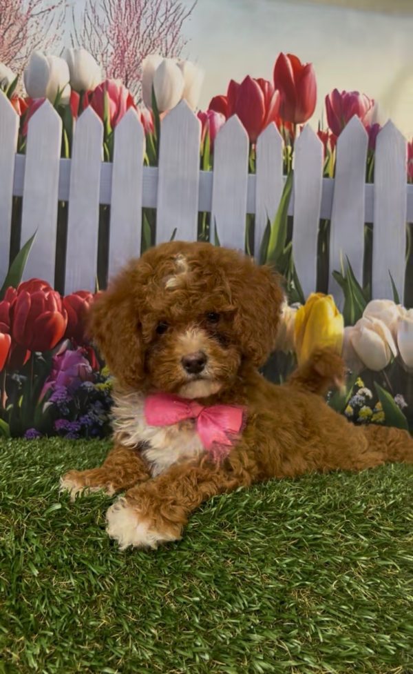 Ms. Kandace the Micro Mini-Bernedoodle - Image 8