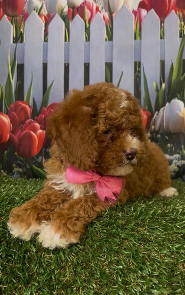 Ms. Kandace the Micro Mini-Bernedoodle - Image 9