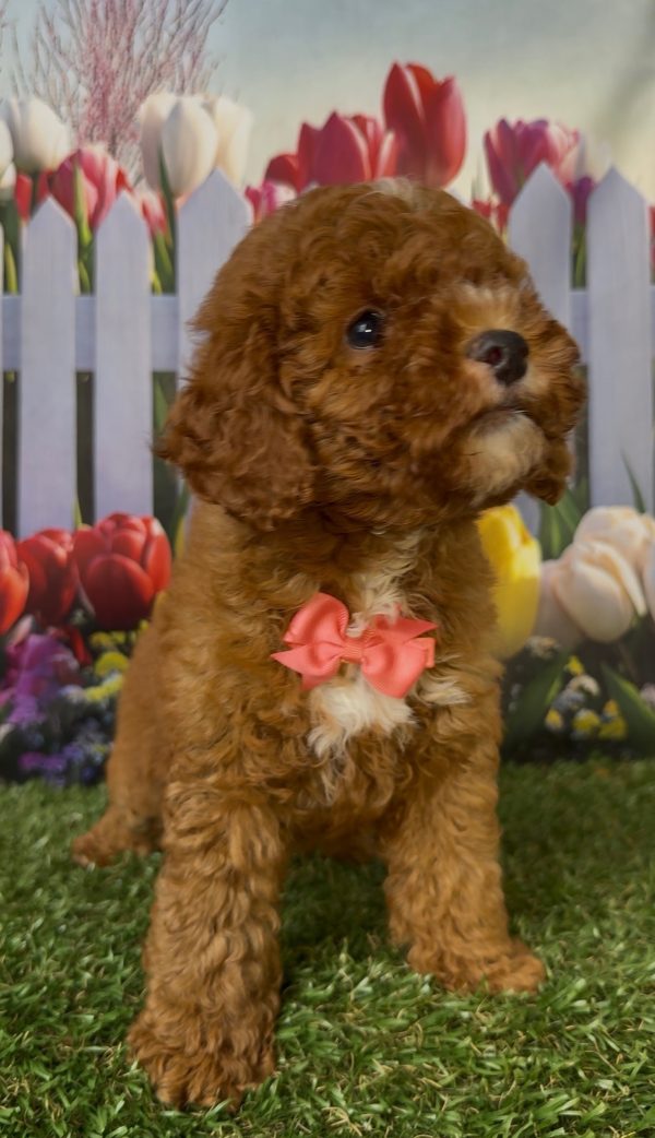 Ms. Kayla the Micro Mini-Bernedoodle - Image 2