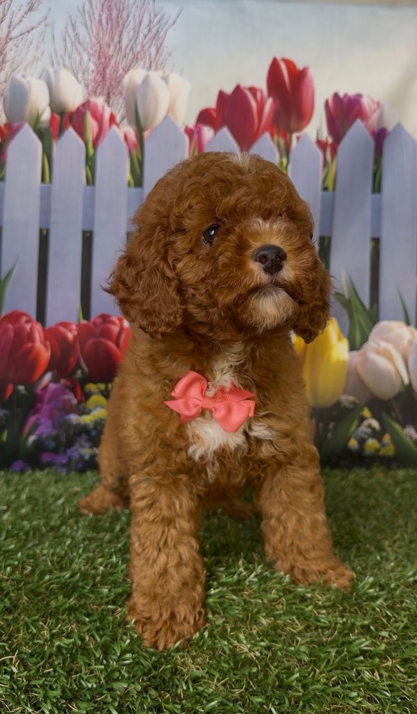 Ms. Kayla the Micro Mini-Bernedoodle - Image 3