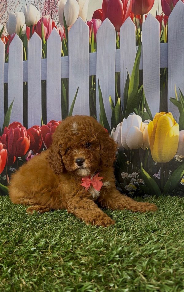 Ms. Kayla the Micro Mini-Bernedoodle - Image 4