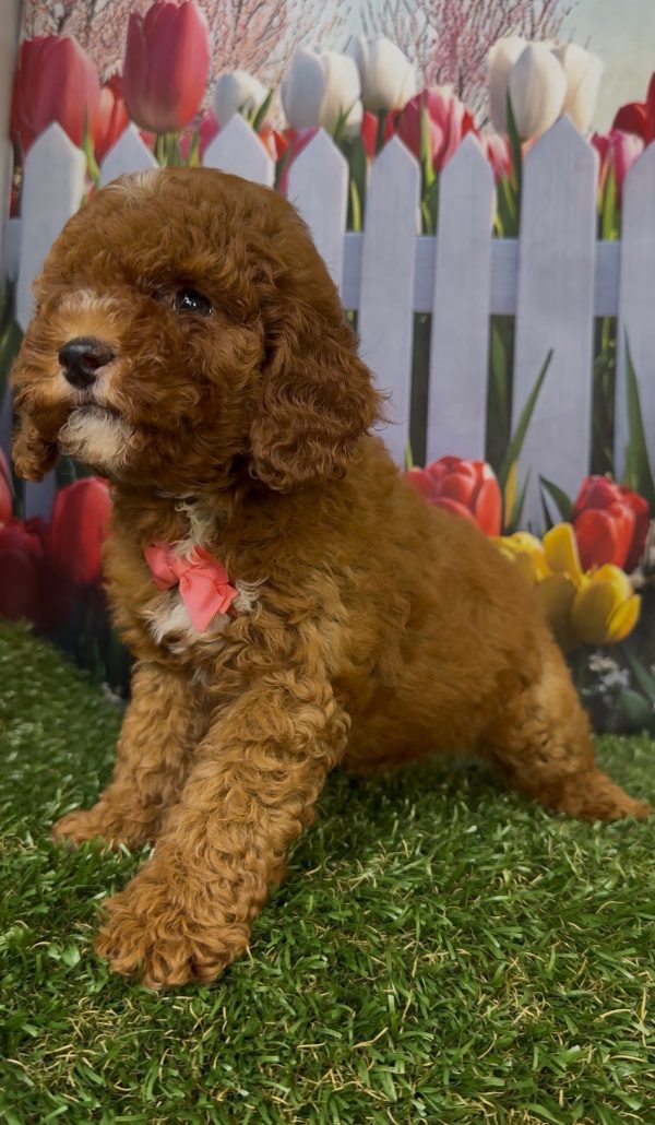 Ms. Kayla the Micro Mini-Bernedoodle - Image 5