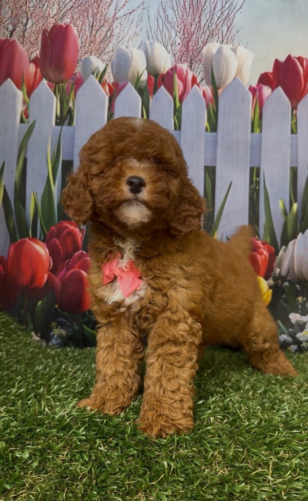 Ms. Kayla the Micro Mini-Bernedoodle - Image 6