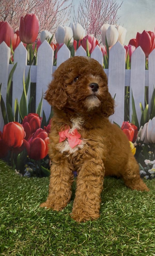 Ms. Kayla the Micro Mini-Bernedoodle - Image 7
