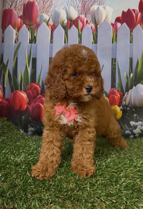Ms. Kayla the Micro Mini-Bernedoodle - Image 8