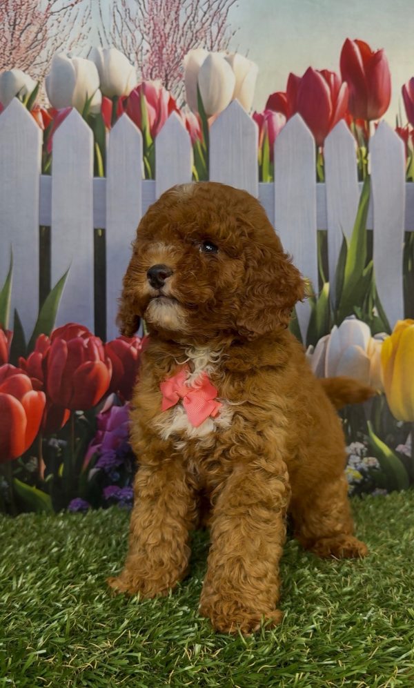 Ms. Kayla the Micro Mini-Bernedoodle - Image 9