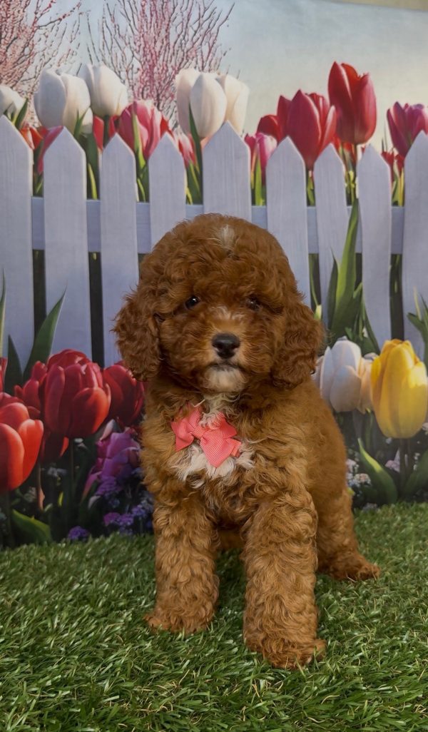 Ms. Kayla the Micro Mini-Bernedoodle - Image 10