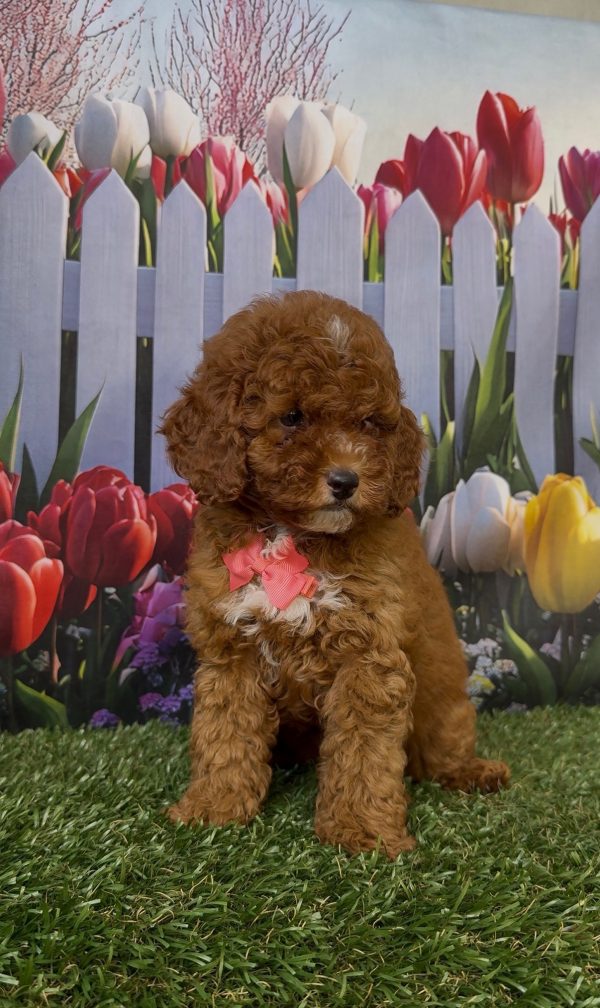 Ms. Kayla the Micro Mini-Bernedoodle - Image 11