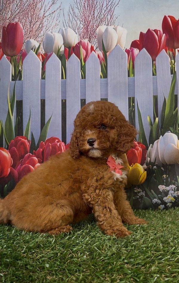 Ms. Kayla the Micro Mini-Bernedoodle - Image 12