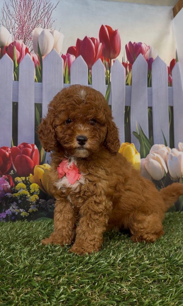 Ms. Kayla the Micro Mini-Bernedoodle puppy