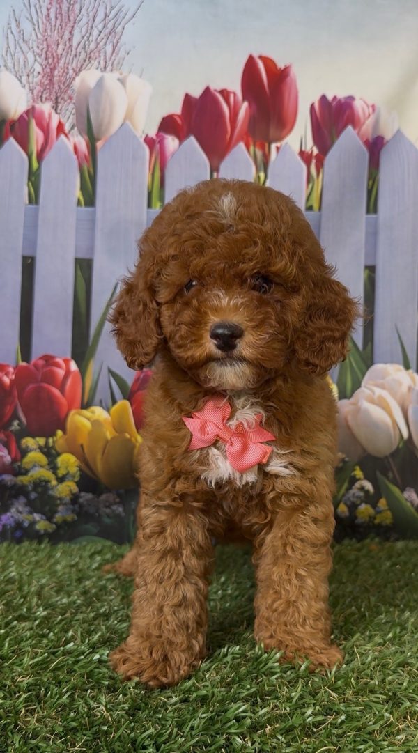 Ms. Kayla the Micro Mini-Bernedoodle - Image 13