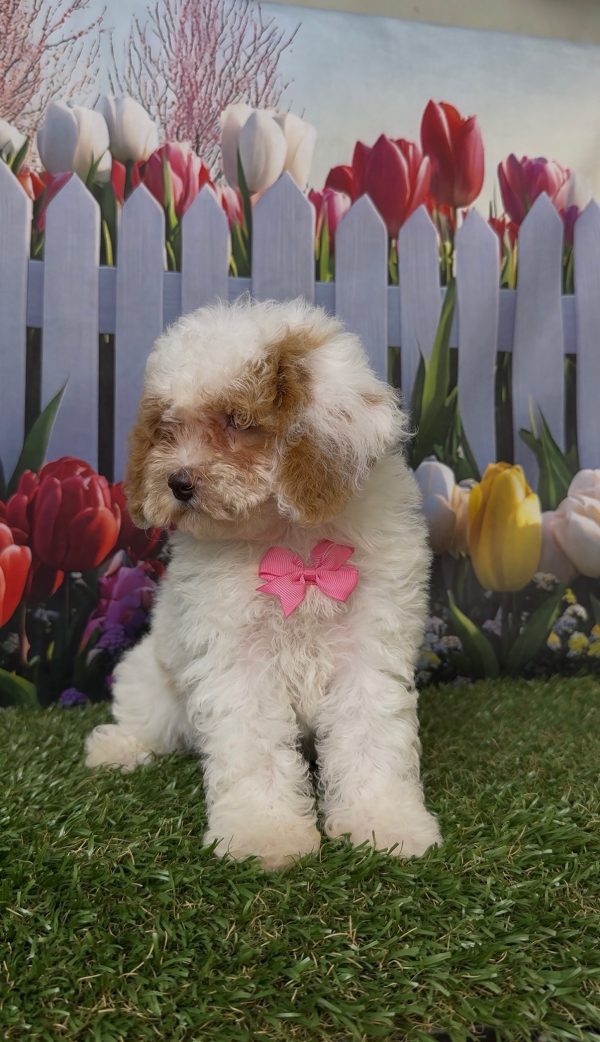 Ms. Kyra the Micro Mini-Bernedoodle - Image 2