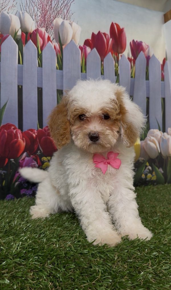 Ms. Kyra the Micro Mini-Bernedoodle - Image 3