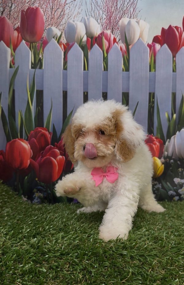 Ms. Kyra the Micro Mini-Bernedoodle - Image 4