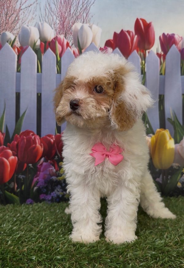 Ms. Kyra the Micro Mini-Bernedoodle - Image 5
