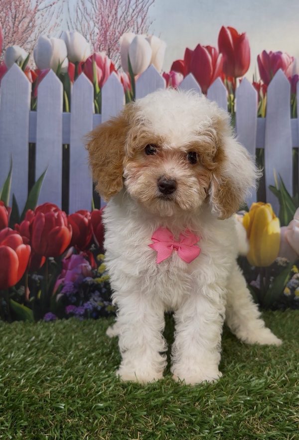 Ms. Kyra the Micro Mini-Bernedoodle - Image 6