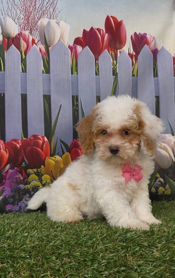 Ms. Kyra the Micro Mini-Bernedoodle - Image 7