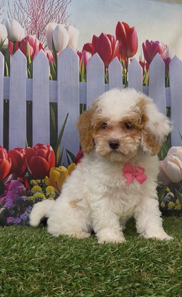 Ms. Kyra the Micro Mini-Bernedoodle - Image 8