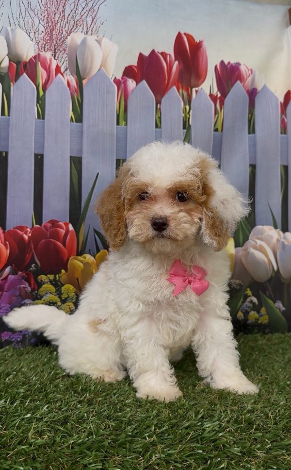 Ms. Kyra the Micro Mini-Bernedoodle puppy
