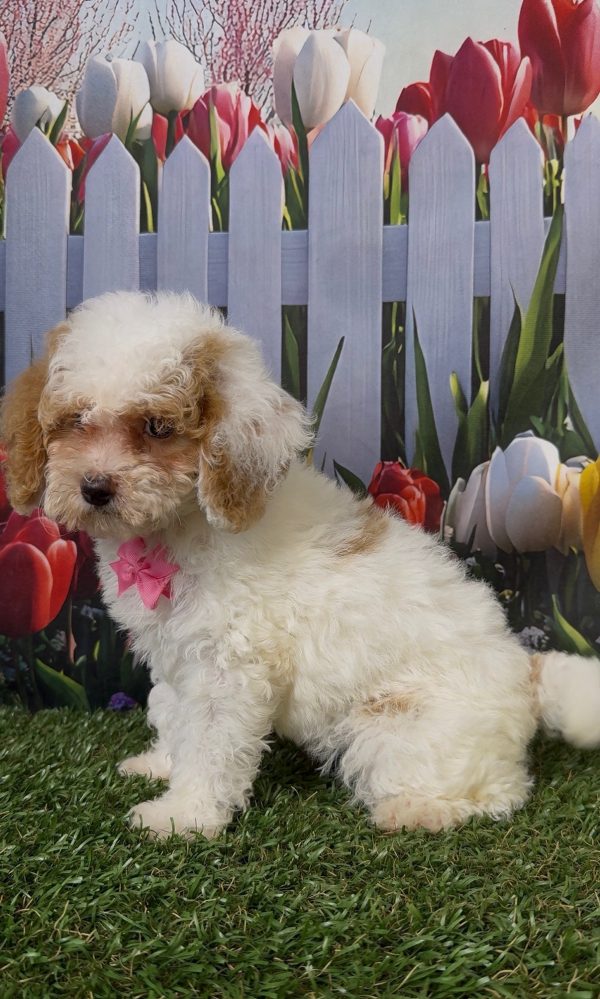 Ms. Kyra the Micro Mini-Bernedoodle - Image 9