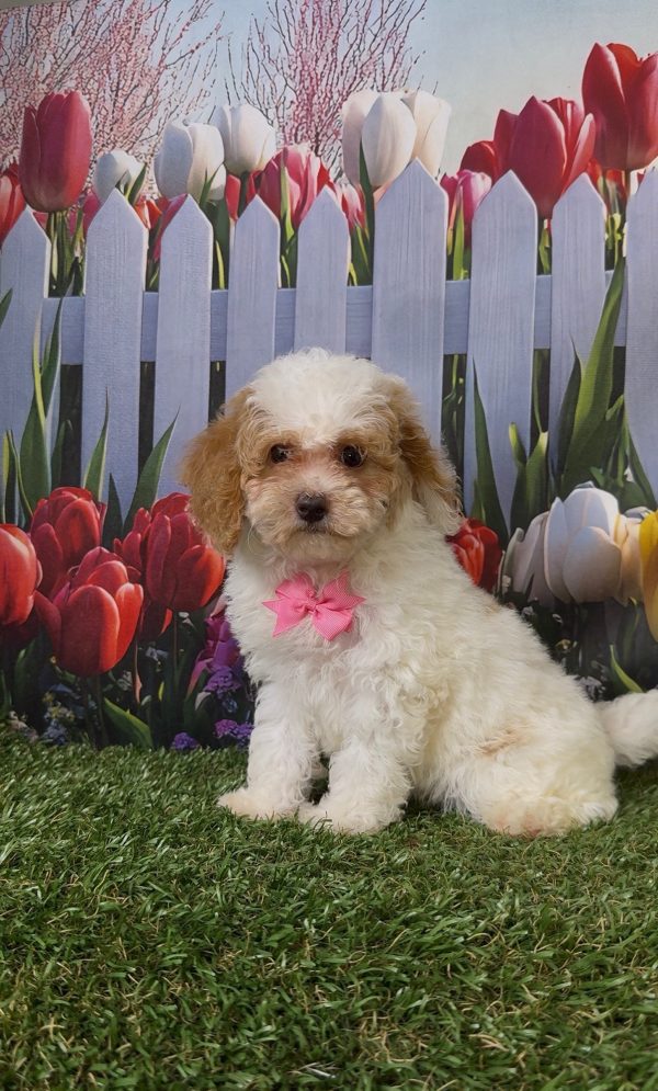 Ms. Kyra the Micro Mini-Bernedoodle - Image 10