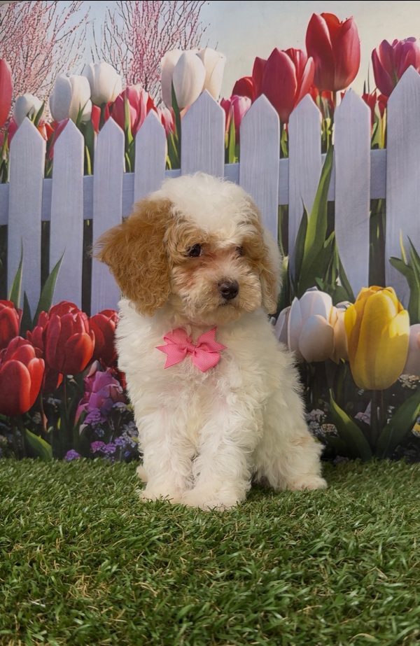 Ms. Kyra the Micro Mini-Bernedoodle - Image 11
