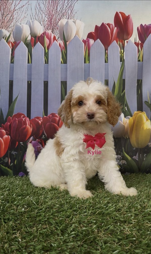 Ms. Kylie the Micro Mini-Bernedoodle puppy
