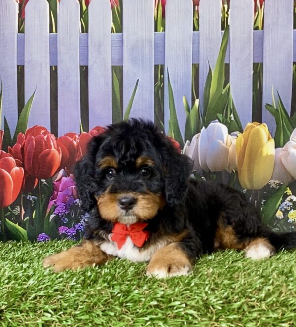 Mr. Echo the Mini-Bernedoodle puppy