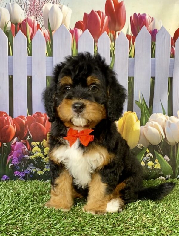 Photo of Mr. Echo the Mini-Bernedoodle puppy