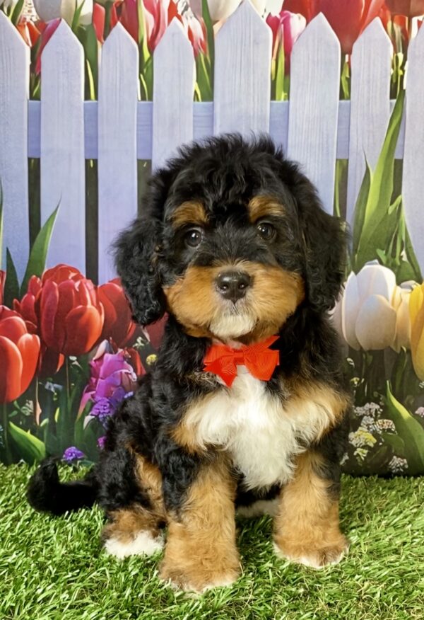 Mr. Echo the  Mini-Bernedoodle puppy