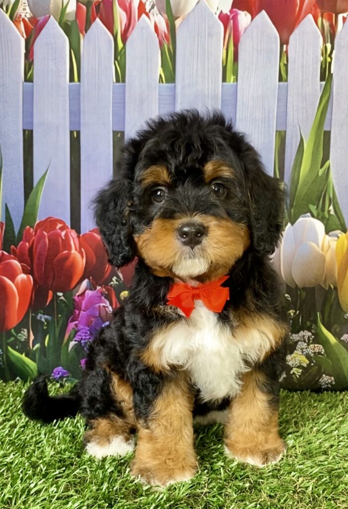 Photo of Mr. Echo the Mini-Bernedoodle puppy
