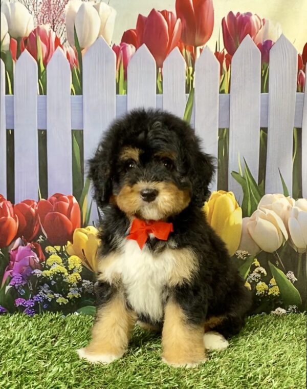 Mr. Ego the Mini-Bernedoodle puppy