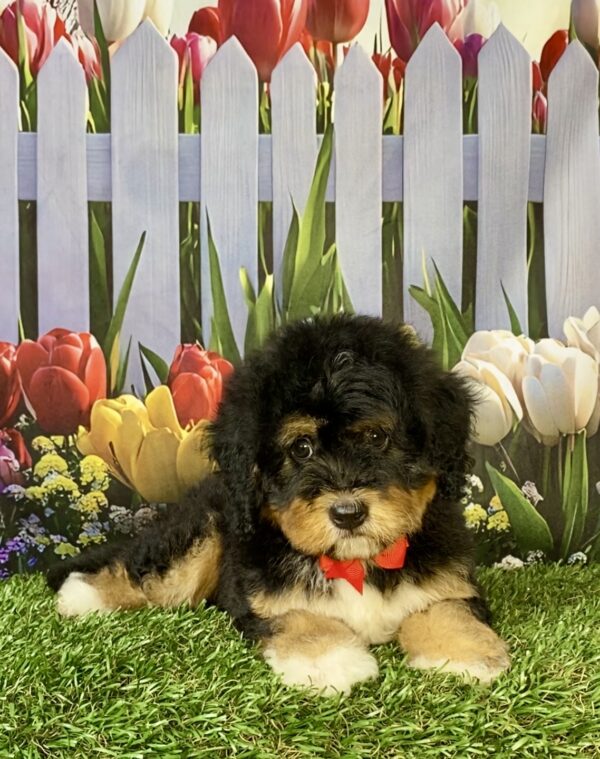 Photo of Mr. Ego the Mini-Bernedoodle puppy